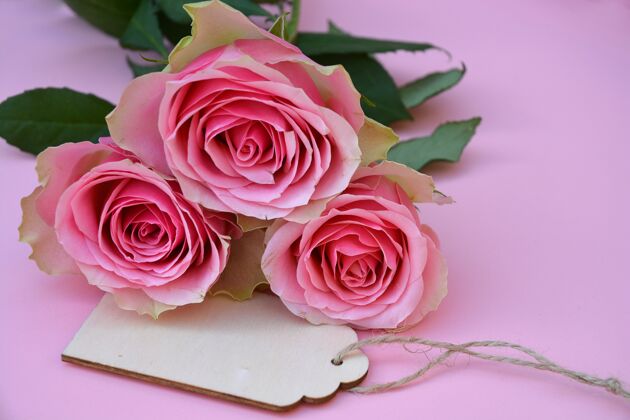 花瓣粉红色玫瑰花的特写镜头和一个粉红色表面上有文本空间的标签风格玫瑰空虚