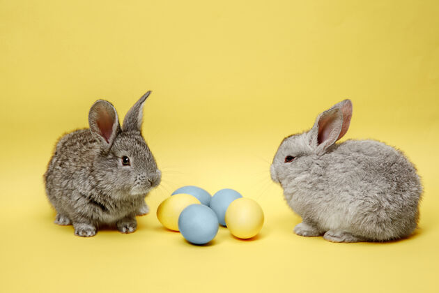 耳朵在黄色背景上画彩蛋的复活节兔子复活节 动物 春天 庆祝和节日的概念啮齿动物年轻小