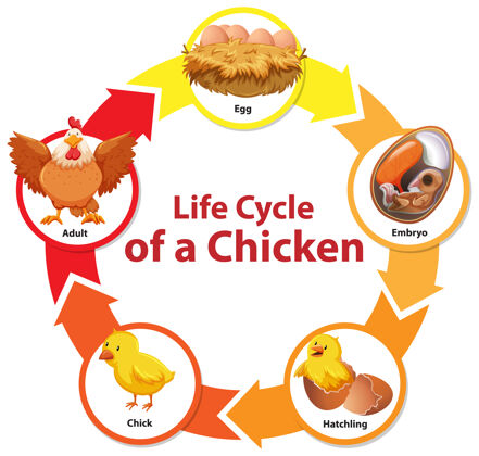 生物学鸡的生命周期图动物骑行农业