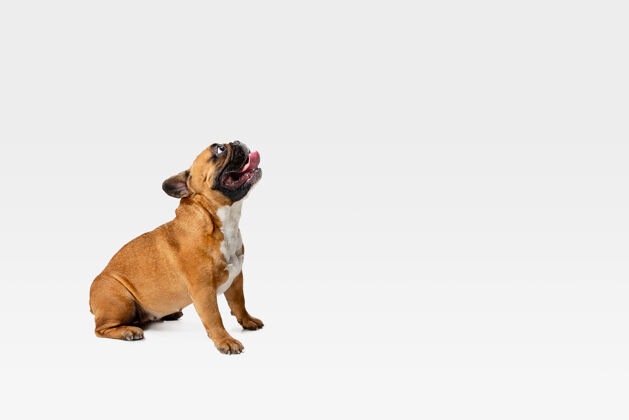 斗牛犬年轻的法国斗牛犬摆姿势可爱的白色布劳恩狗或宠物正在玩 看起来快乐孤立在白色背景毛皮法国肖像