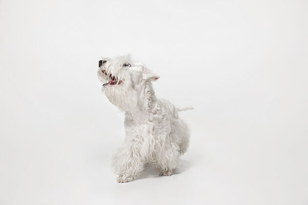 家养毛茸茸的小猎犬可爱的白色小狗或宠物正在白色背景上玩耍和奔跑纯种剪动物