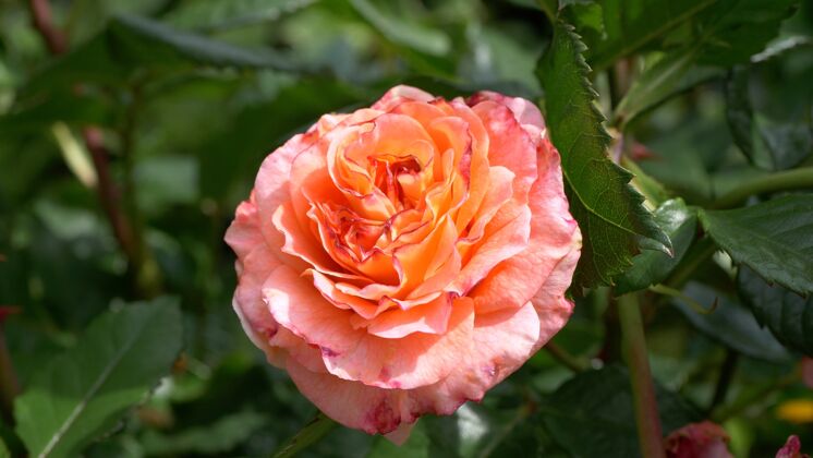 照片花园里桃花玫瑰的选择性聚焦镜头颜色嫩叶