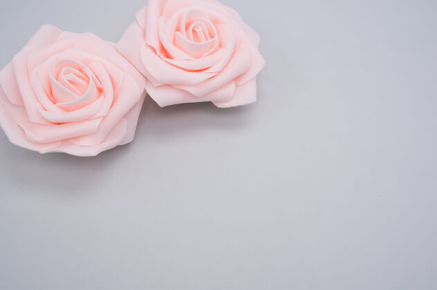 花瓣两朵粉红玫瑰的特写镜头 在蓝色背景上 有复制空间花自然花朵