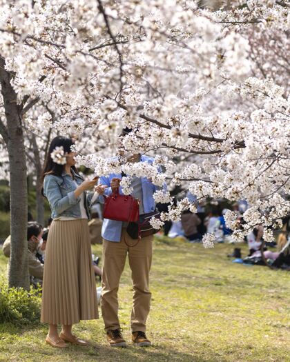 春天日本桃树白天开花春天美丽自然