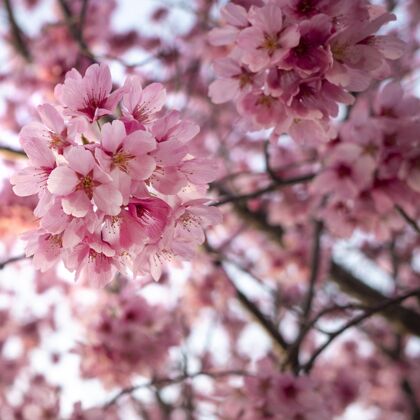 花美丽的粉红色桃花植物学开花桃花