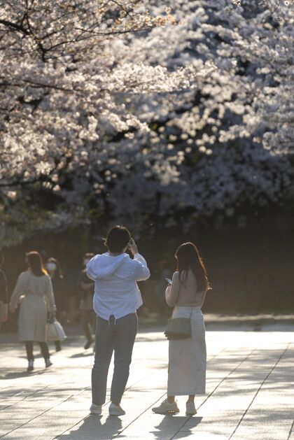 桃花美丽的桃树白天在东京盛开桃花植物学嫩枝