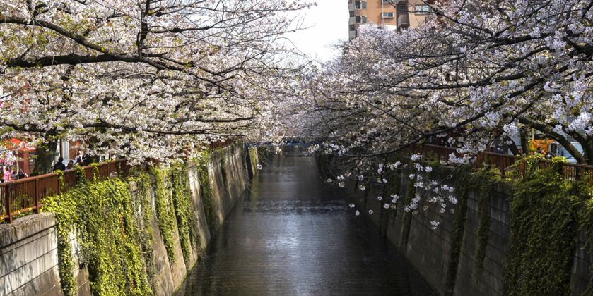 树美丽的桃树在日本盛开春天自然美丽