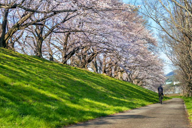风景春天的一排樱花树 日本的京都堤岸亚洲樱花