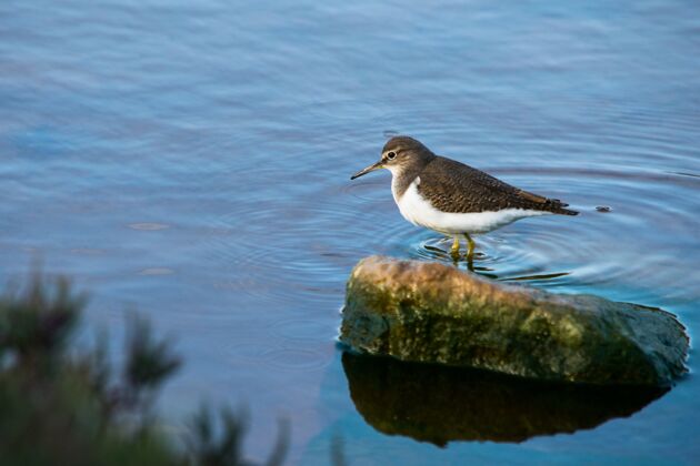 单身一种普通的矶鹬鸟 长嘴棕色和白色 在马耳他的咸水中行走马耳他鸟平静休息