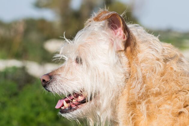 链子听话的米色狗在马耳他乡下急切地等待主人等待自然森林