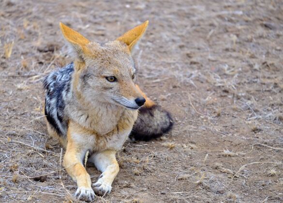 耳朵一只豺狼躺在沙地上的特写镜头野生狗猎人