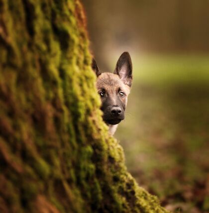 牧羊人一只可爱的比利时马利诺小狗在树干后面的选择性聚焦镜头犬肖像纯种