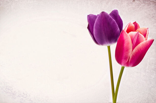 天两个彩色郁金香花的特写隔离在白色背景与空间为您的文字开花花复制