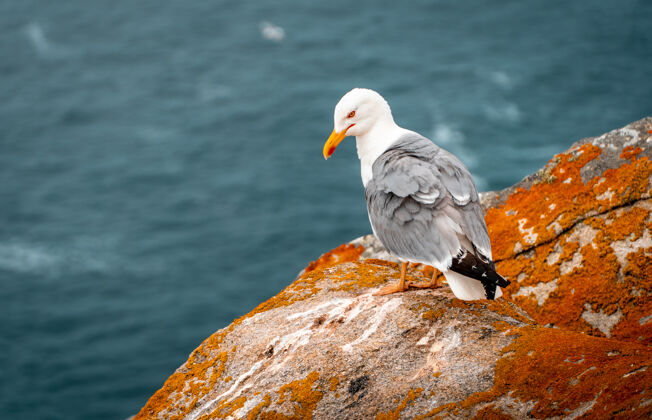 鸟一只黄腿海鸥白天在海边岩石上的特写镜头羽毛湖泊海岸