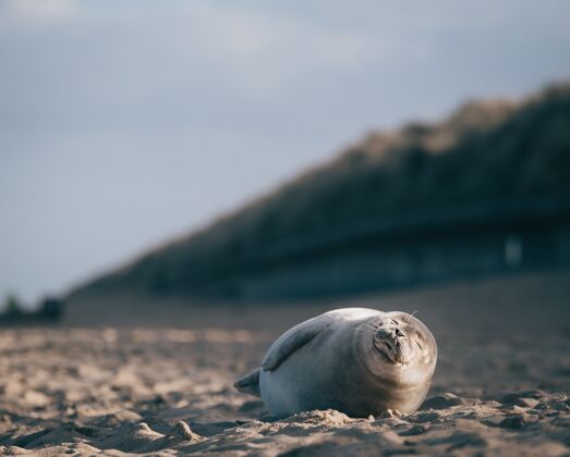 沙子海豹躺在沙滩上自然生活海洋