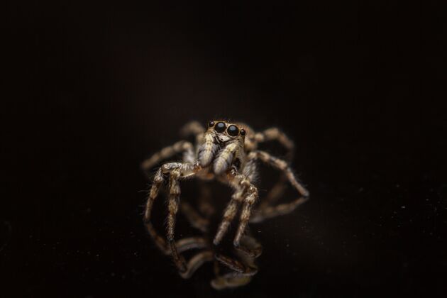 昆虫迷人的宏观镜头蜘蛛孤立的黑色光动物色彩