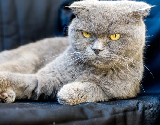 纯种灰色的沙特勒猫 黄色的眼睛和愤怒的表情姿势胡须品种