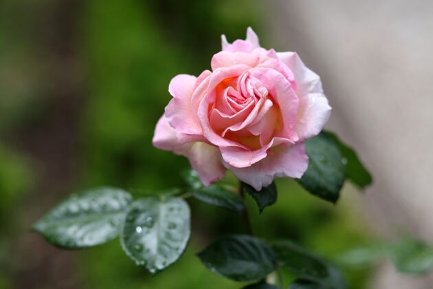 美丽粉红玫瑰花的选择性聚焦拍摄花园玫瑰庆典