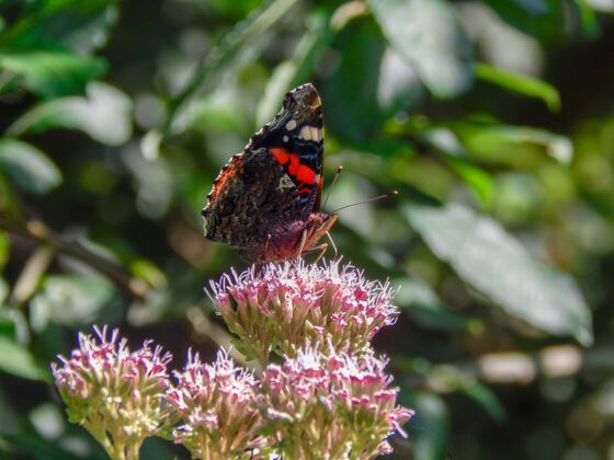 蜂蜜浅焦拍摄的蝴蝶收集花蜜花模糊的背景花粉自然田野