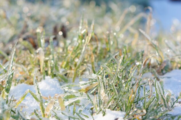 树雪地上绿草生长的特写镜头岩石风景雪