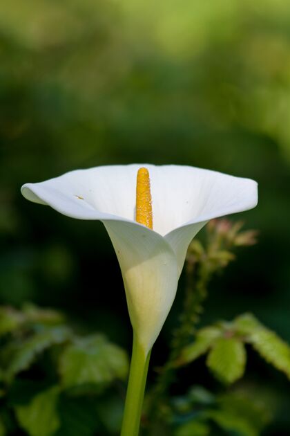 花瓣垂直选择焦点拍摄的白色海芋百合花茎开花自然