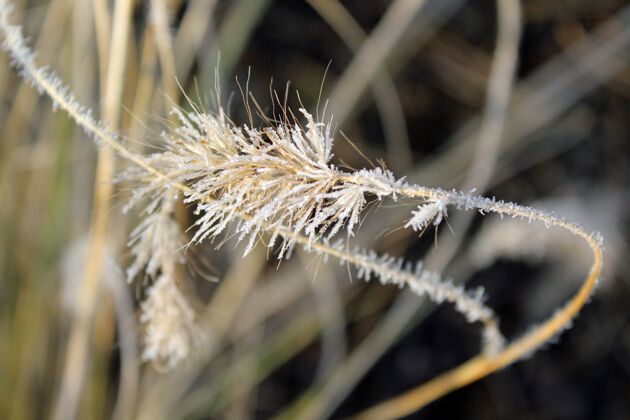 野生选择性聚焦拍摄干草花上的霜冻自然草原模糊