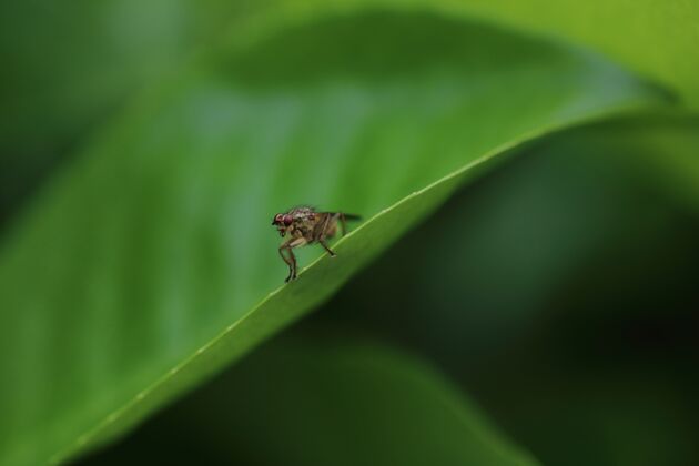 动物行为黄粪蝇还是金粪蝇知识丰富度昆虫学