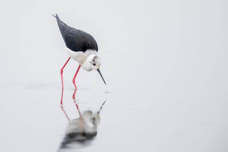 自然白天在水上行走的黑白高跷美丽野生鸟