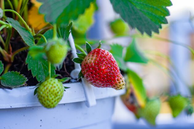 健康草莓生长的特写镜头饮食食物柔软