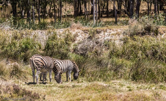 自然两条斑马在牧场上吃草的美丽景色站立野生斑马