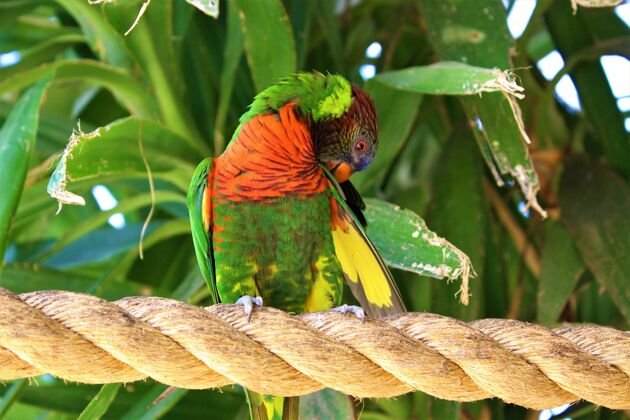 热带特写镜头：一只红领鹦鹉站在一根绳子上 阳光下绿树成荫可爱明亮动物