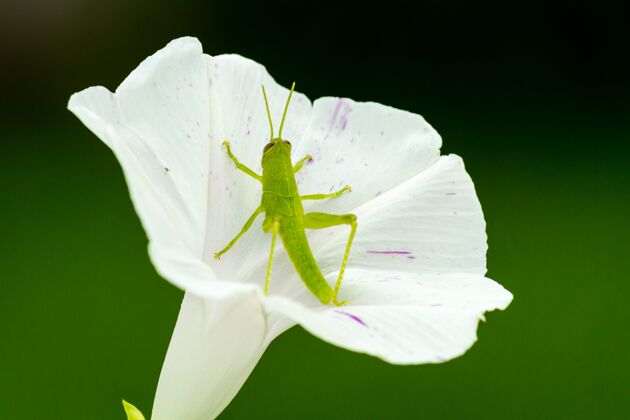 昆虫白花上的绿色蚱蜢特写镜头蚱蜢丛林苍蝇