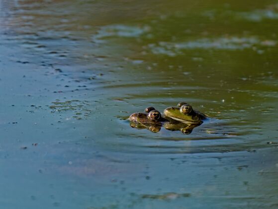 动物特写镜头沼泽青蛙pelophylaxridibundus在欧洲的湖泊颜色池塘生物