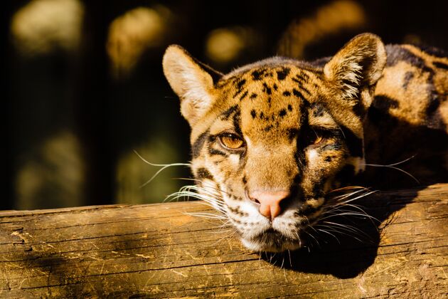 公园一只小老虎在木头上休息的特写镜头猫皮毛野兽