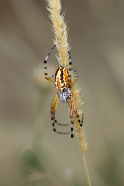 野生动物植物上蜘蛛的垂直特写镜头昆虫危险木