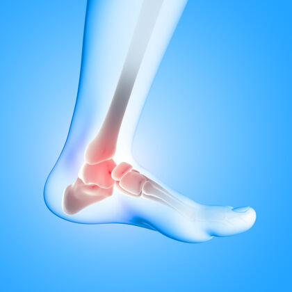 计算机图形足踝骨特写医学图像的三维渲染生物学健康男性