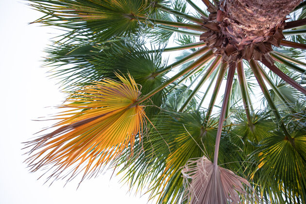 树叶纹理棕榈枝的底视图埃及的异国植物异国情调非洲埃及