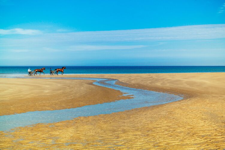 自然在美丽的大海映衬下 金黄的沙滩上 马匹和战车在一起的迷人画面海洋风景天空