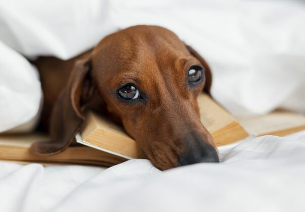 教育可爱的狗躺在书上阅读可爱知识