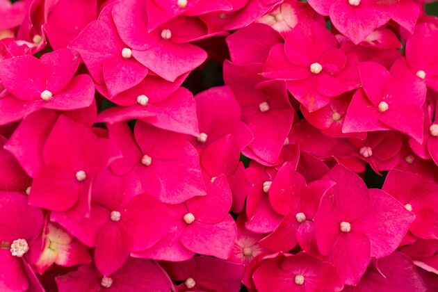 新鲜美丽的粉红色一品红图片草绿色花