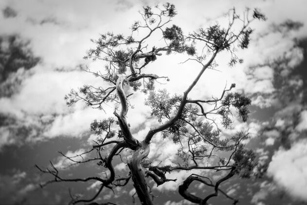 自然阴天下一棵树的灰度照片黑天空圆