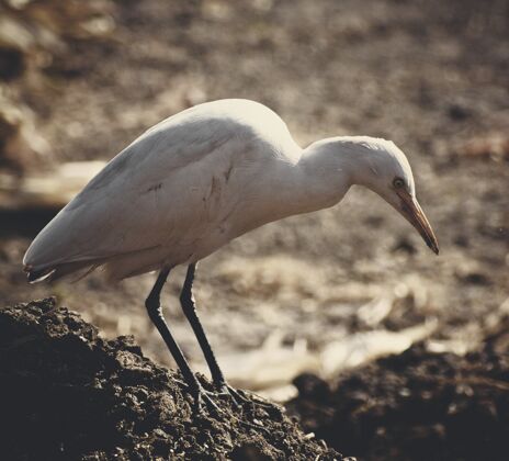 荒野一只白色海鸟在岩石上的特写镜头 背景模糊特写海鸟羽毛