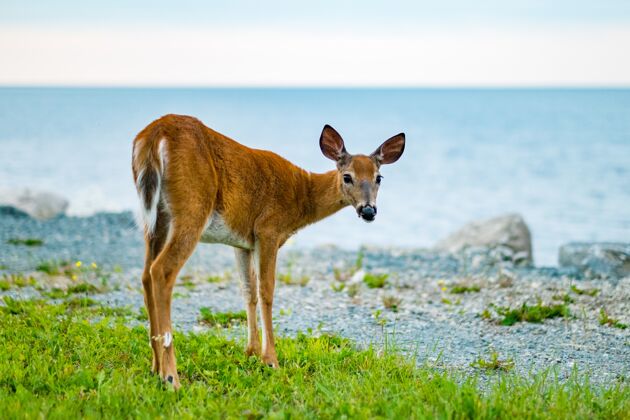 海岸美丽的棕色鹿在海边的照片美丽风景动物