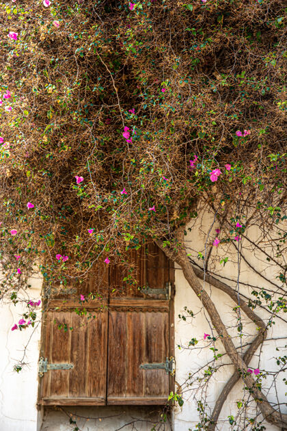 花园一棵干枯的老花树在一栋木门房子的外墙上蜿蜒干的树枝房子