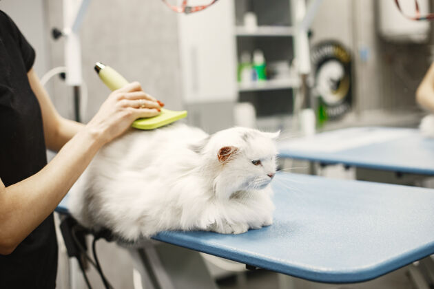 猫带着动物刷的兽医穿着黑色t恤的女人沙发上的猫护理波斯兽医