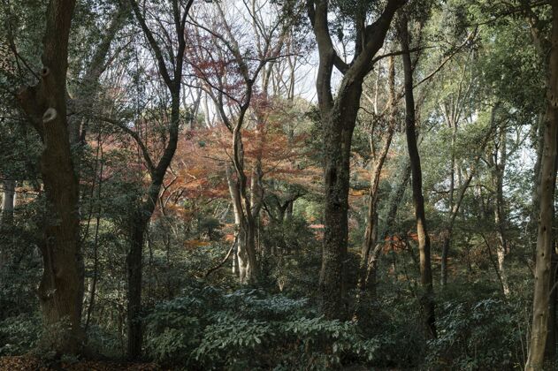 树叶有树的森林靠近树木树枝大自然