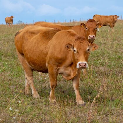 天空利木赞奶牛站在一个绿色的领域一排草田野动物