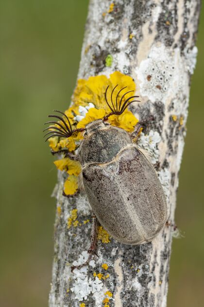 特写树上有几个天线的虫子特写镜头黄苔藓棕色