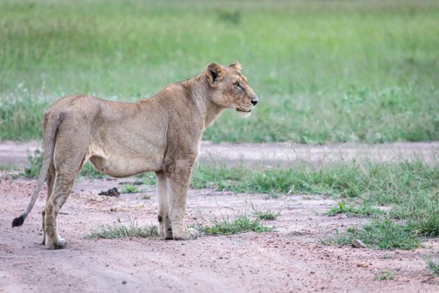 非洲一只母狮子站在绿谷附近的公路上的特写镜头公园动物猫