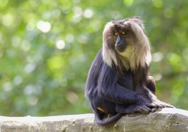环境令人着迷的黑猩猩镜头动物园动物丛林